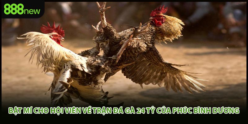 Bật mí cho hội viên về trận đá gà 24 tỷ của phúc bình dương